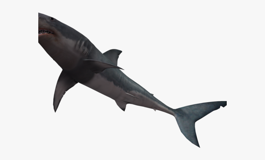 Shark Under Water Png, Transparent Clipart