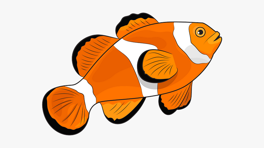 Coral Reef Fish, Transparent Clipart