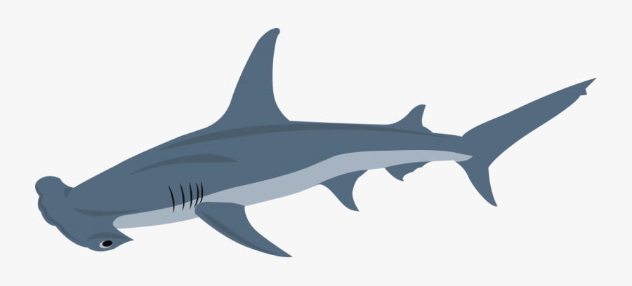 Squaliformes Clipart , Png Download, Transparent Clipart