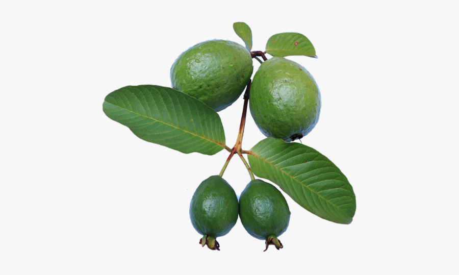 Guava Png Transparent Images - Png Images Of Guava Plant, Transparent Clipart
