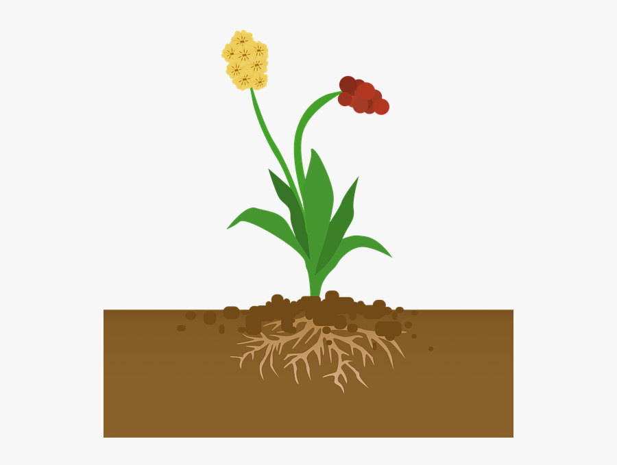 Transparent Flowering Plants Clipart - Plant Photosynthesis, Transparent Clipart