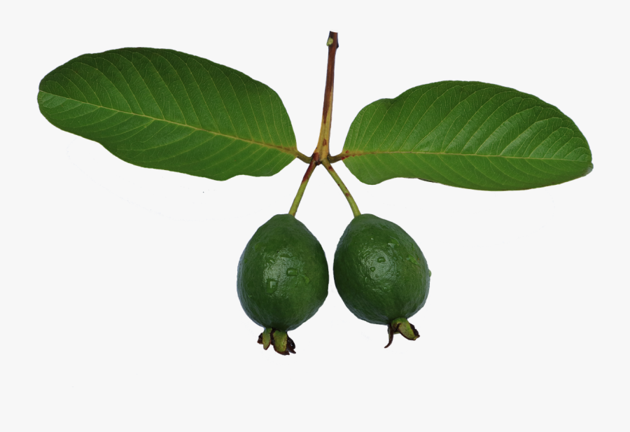 Guava - Clipart Guava, Transparent Clipart