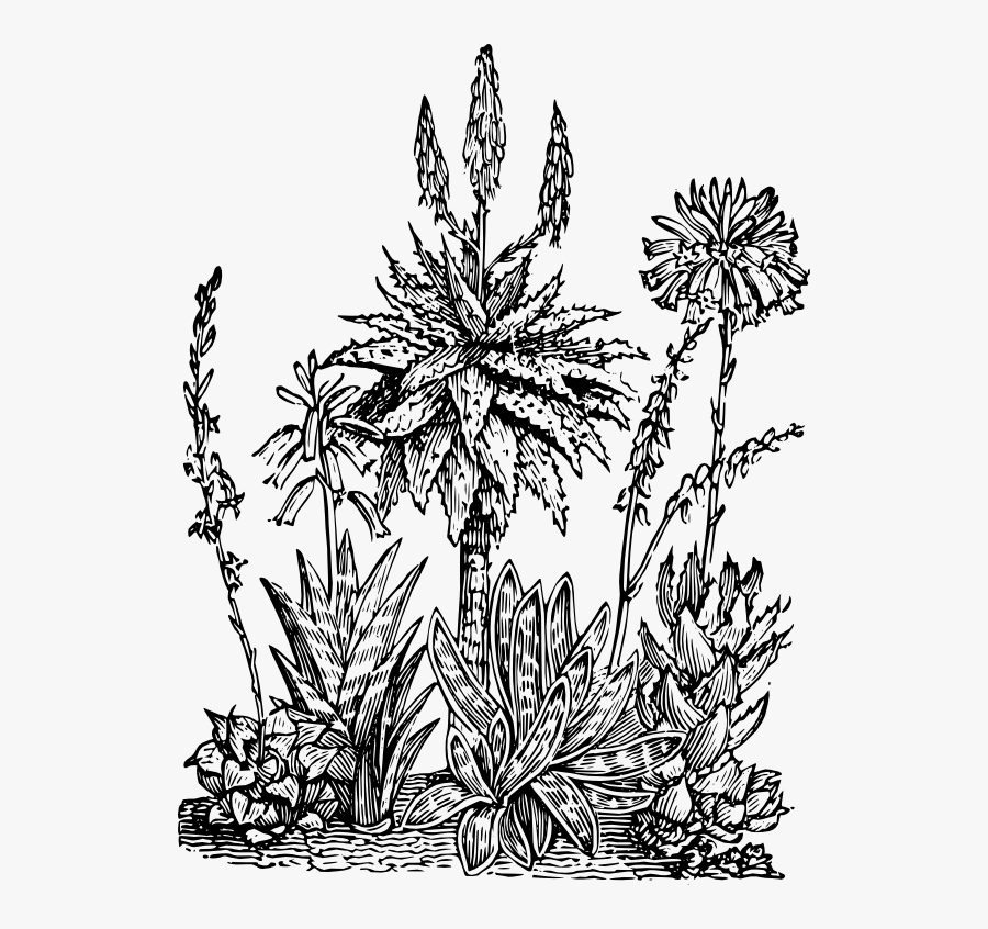 Aloes From Semple Materia Medica - Illustration, Transparent Clipart