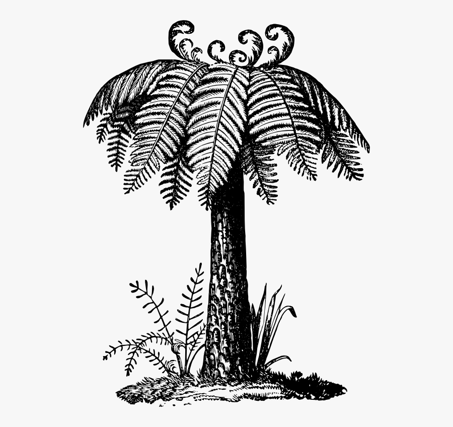 Cyathea Glauca From Semple Materia Medica - Cyathea Drawing, Transparent Clipart