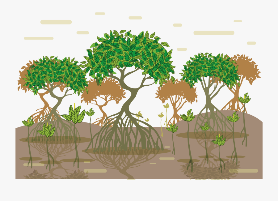 Transparent Tree Root Png - Mangrove Forest Art, Transparent Clipart