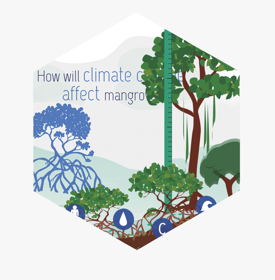 Mangroves - Tree - Sabal Palmetto, Transparent Clipart