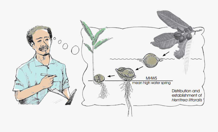 Sketch, Transparent Clipart