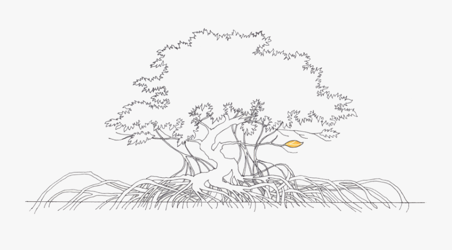 Collection Of Tree High Quality Free - Sketch Of A Mangrove Tree, Transparent Clipart