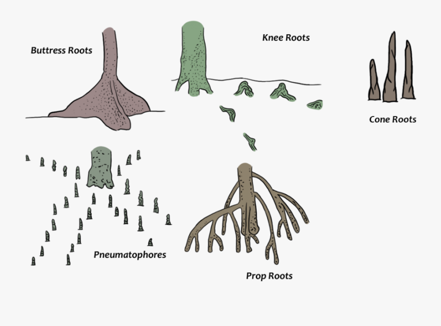 Different Type Of Specialized Root System Of Mangroves - Types Of Mangrove Roots, Transparent Clipart