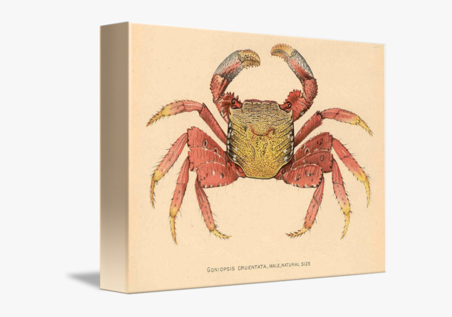 Clip Art Crab Illustration - Goniopsis Cruentata, Transparent Clipart