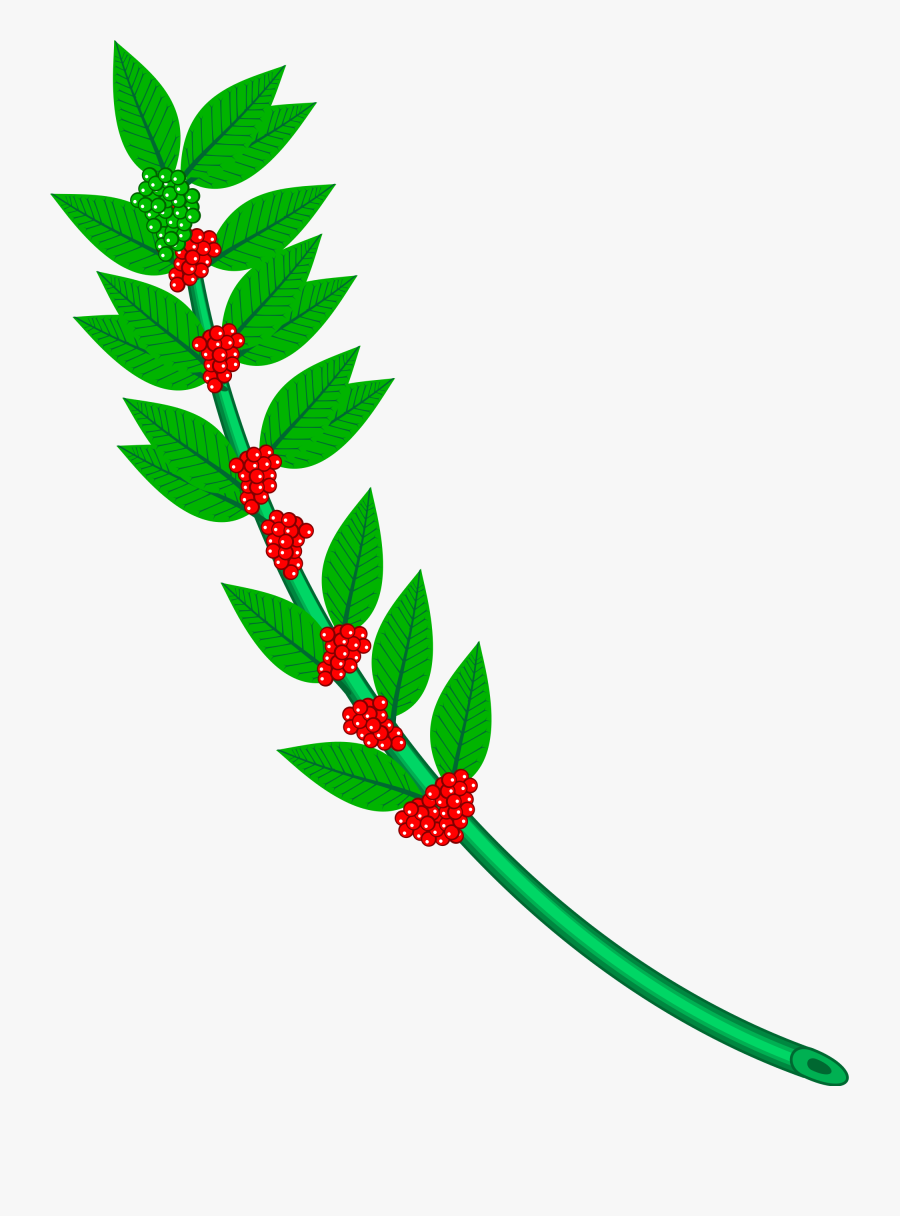 Coffee Plant Clipart Coffee Tree - Heraldic Plants, Transparent Clipart