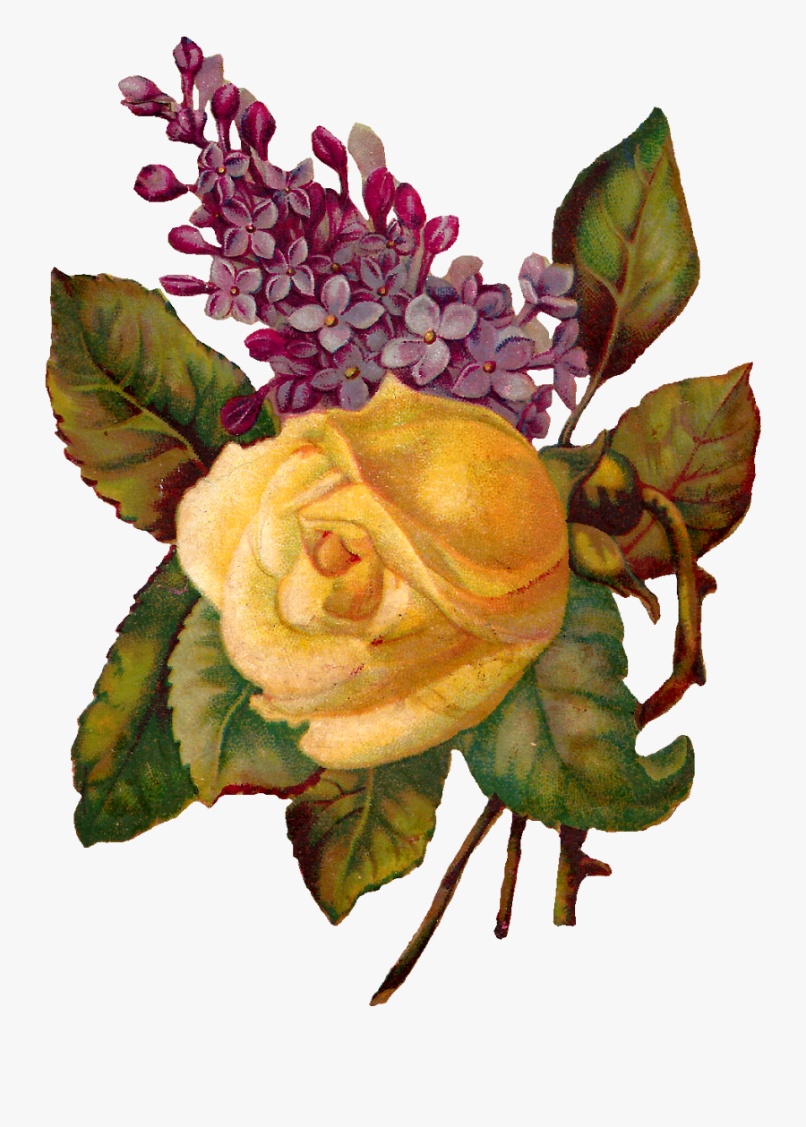 Stock Rose Image - Yellow Rose And Lilac, Transparent Clipart