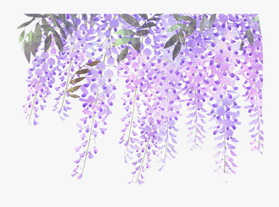 #wisteria #flowers #vines #purple - Border Lavender Flower Png, Transparent Clipart