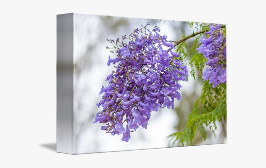 Clip Art Beautiful Jacaranda With Flowers - Wisteria, Transparent Clipart