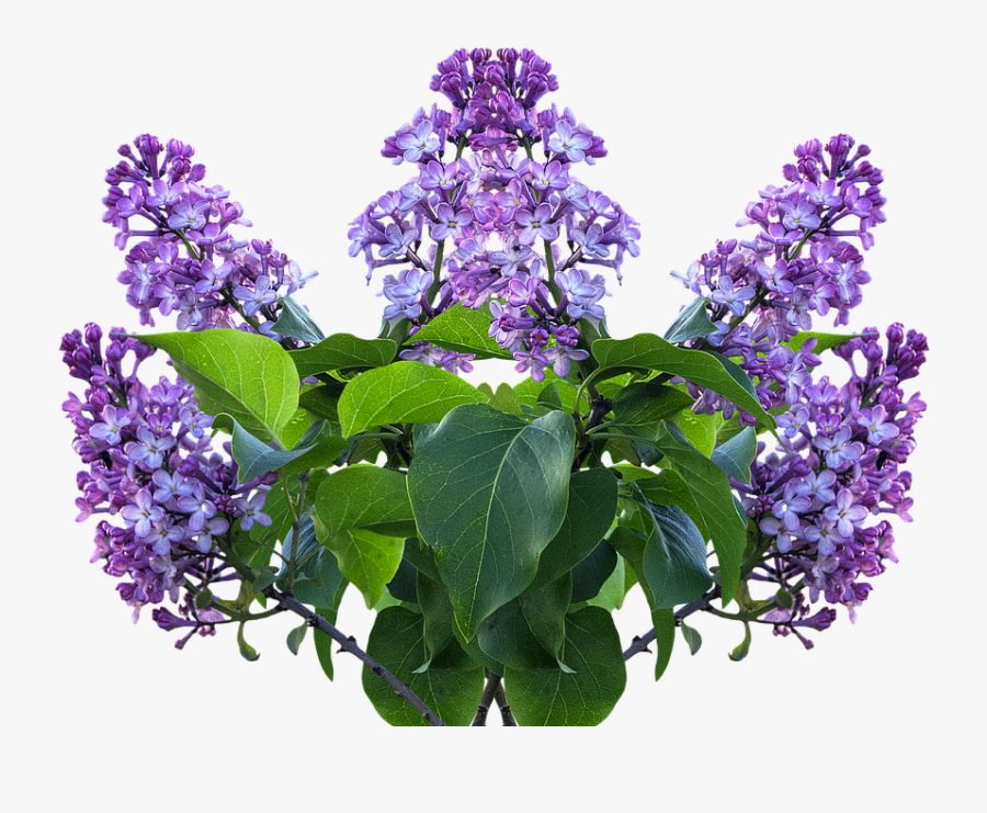 Wisteria Clipart, Transparent Clipart
