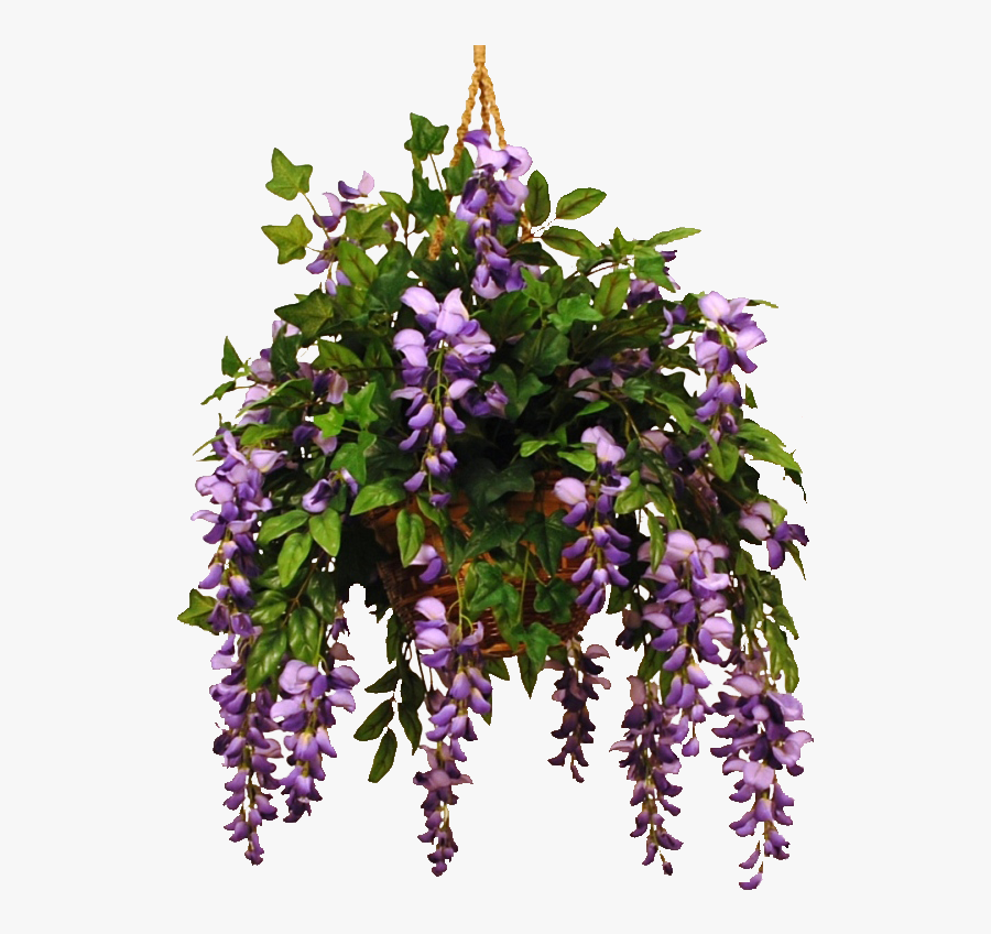 Photo Wisteriaviolet - Wisteria - Wisteria Png, Transparent Clipart