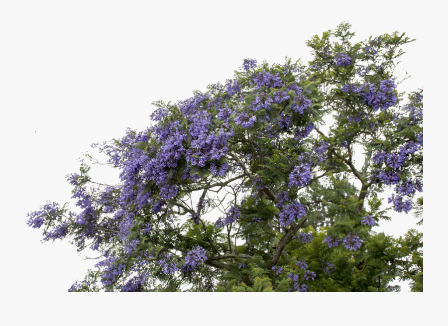 #mq #purple #flower #flowers #bush - Wisteria, Transparent Clipart