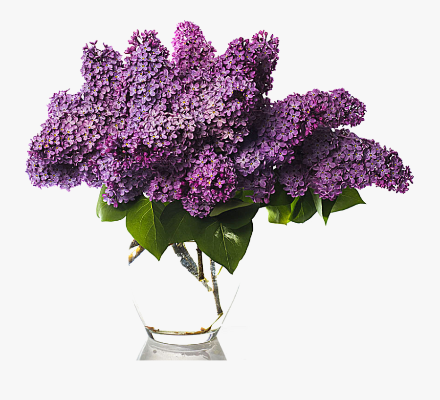 Clip Art Stock Photography Vase Of - Lilac With Transparent Background, Transparent Clipart