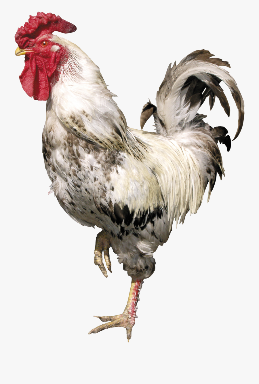 Cock Png - Cock Transparent, Transparent Clipart