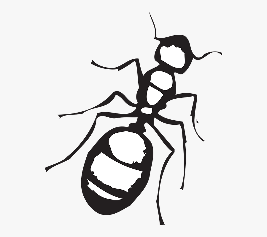 Clip Art Black And White Ant, Transparent Clipart