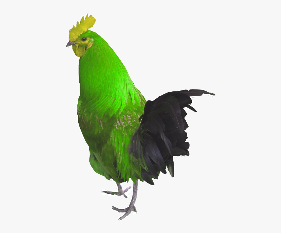 Rooster - Parrot, Transparent Clipart