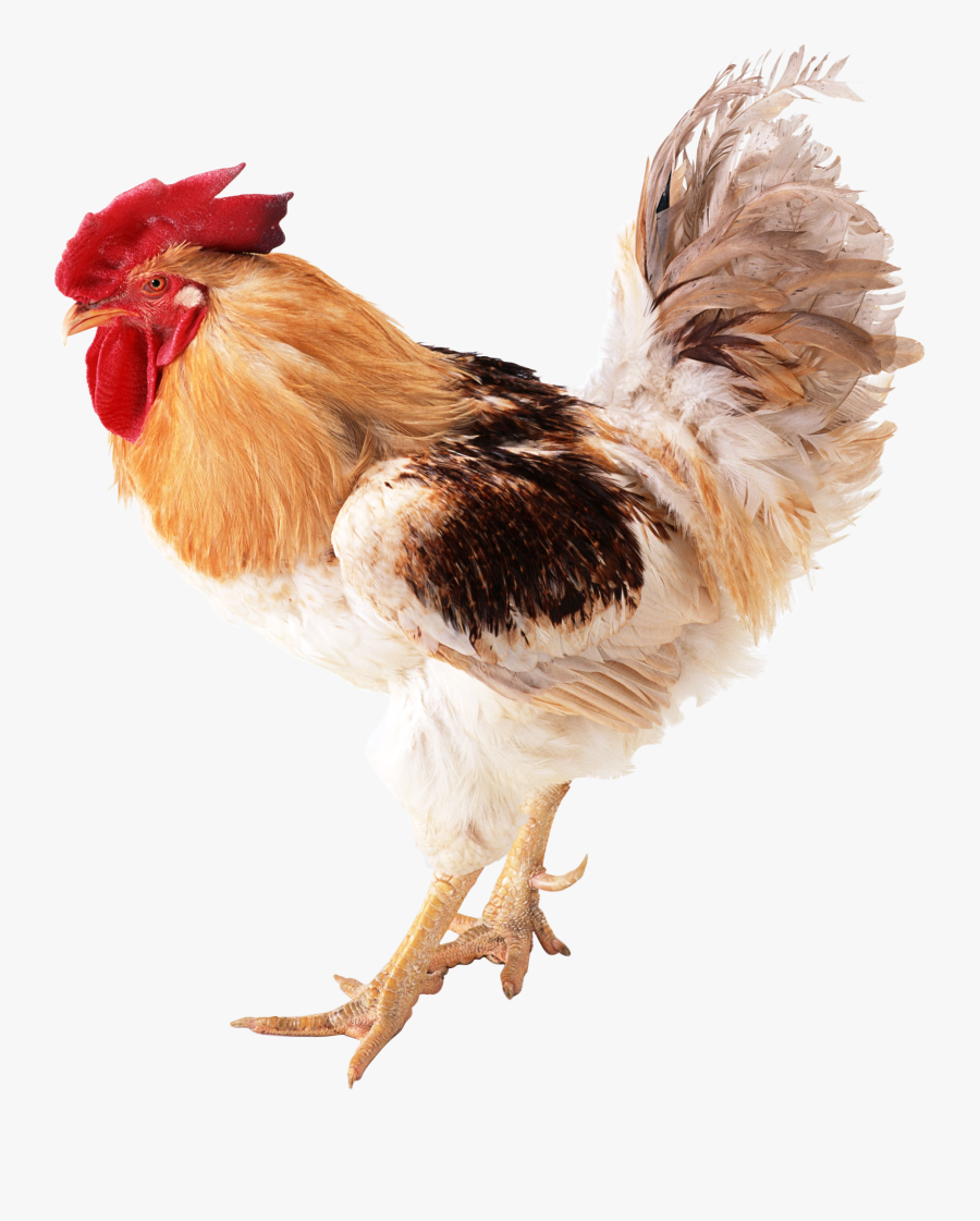 Cock Png - 닭 치킨, Transparent Clipart