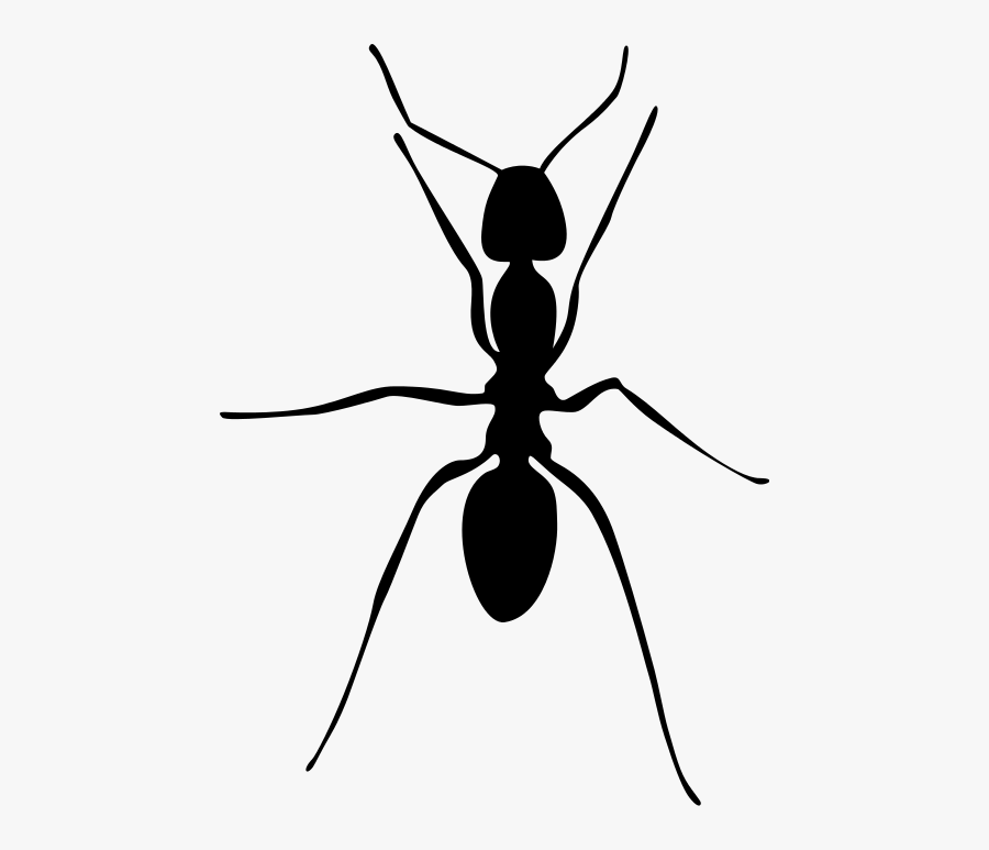 Image Result For Ant Images Black And White - Black Ant Draw, Transparent Clipart