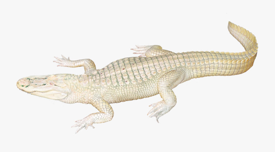 Transparent Hook Clipart - Nile Crocodile, Transparent Clipart