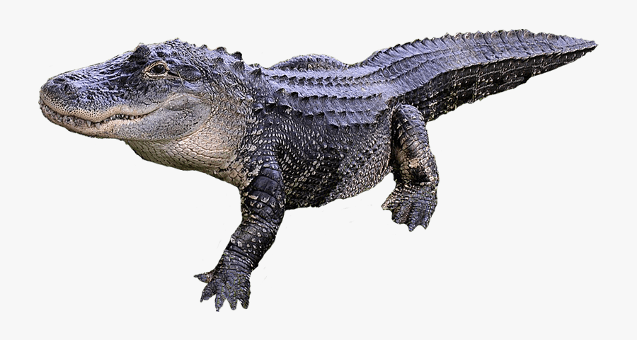 Crocodile - Alligator Transparent, Transparent Clipart