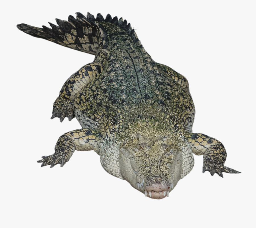 Saltwater Crocodile Without Background, Transparent Clipart