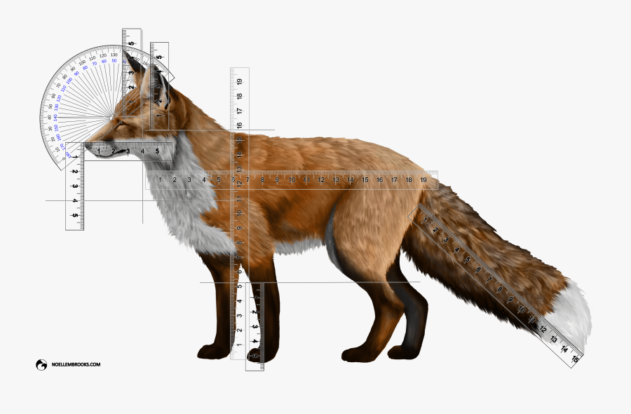Clip Art Fox Or Wolf - Fox Pictures Transparent Background, Transparent Clipart