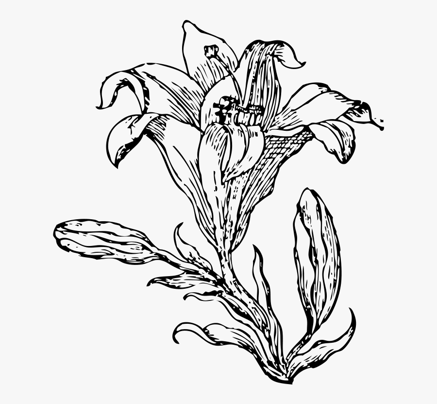 Transparent Holy Thursday Clipart - Flower Line Art Png, Transparent Clipart