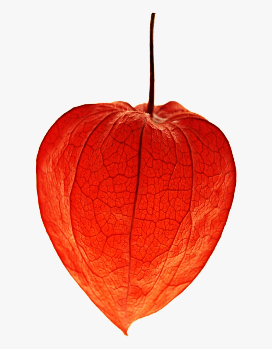 Transparent Chinese Flower Png - Chinese Lantern Plant Png, Transparent Clipart