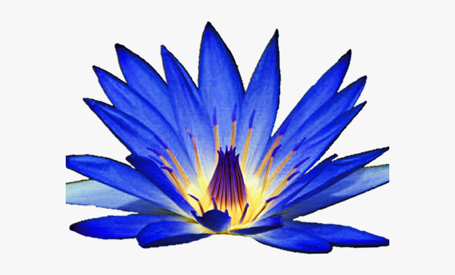 Blue Water Lily Png, Transparent Clipart