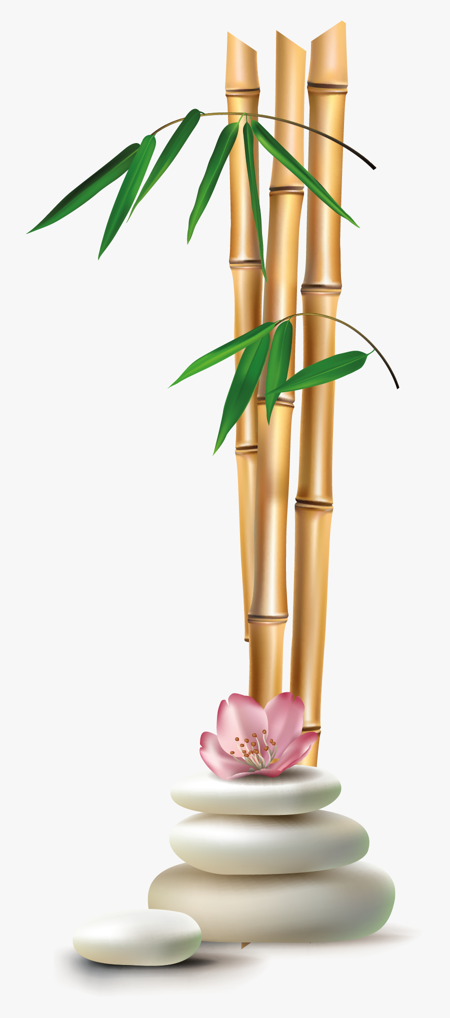 Bamboo, Transparent Clipart