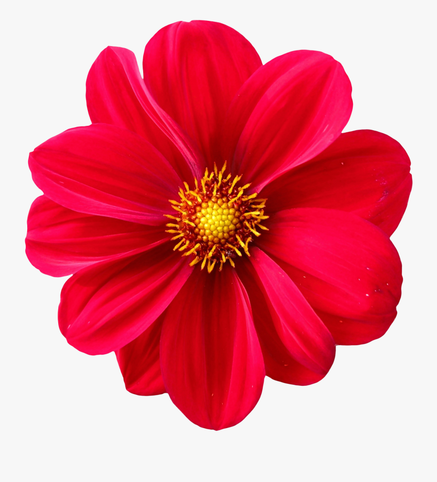 Advance Happy Raksha Bandhan, Transparent Clipart