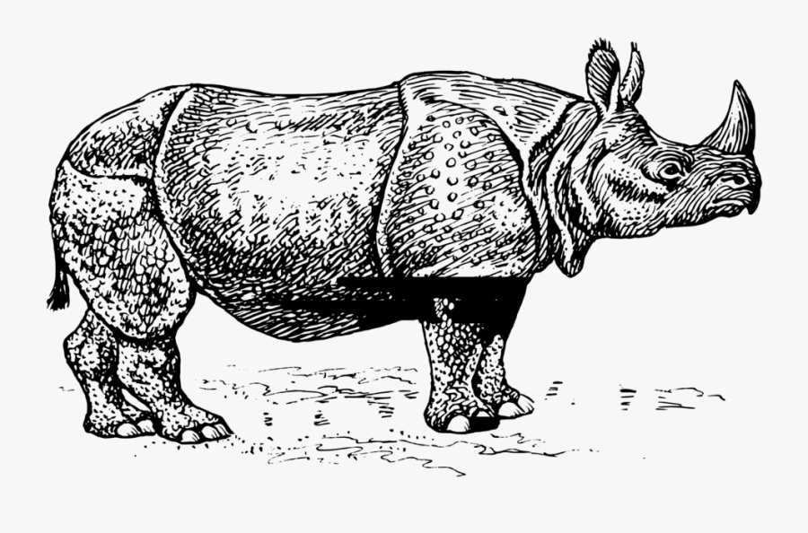 Rhino - Javan Rhino Black And White, Transparent Clipart