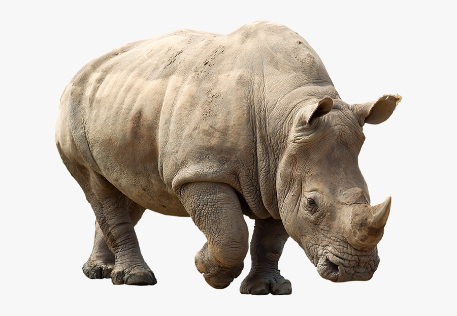 Rhino Png Clipart - Rhino Png, Transparent Clipart