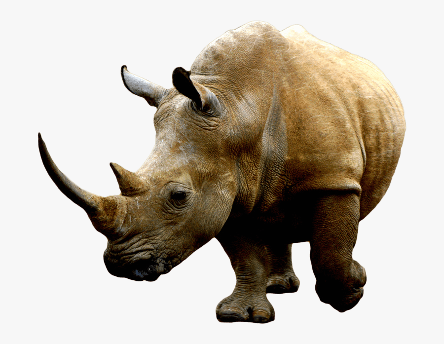 Brown Rhino - Rhinoceros 3d, Transparent Clipart