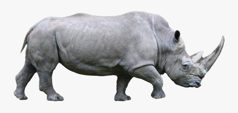 Clip Art Images Free Download Rhinoceros - White Rhino Png, Transparent Clipart