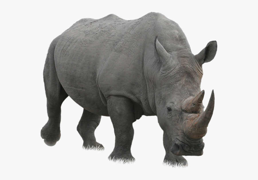 Rhino Png Rhinoceros Png - Rhinoceros Png, Transparent Clipart