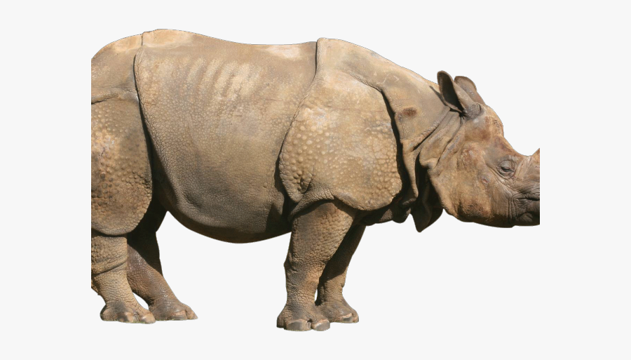 Javan Rhino Png, Transparent Clipart