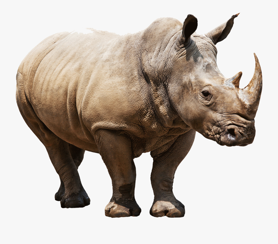 Rhino Png - Rhino White Background, Transparent Clipart