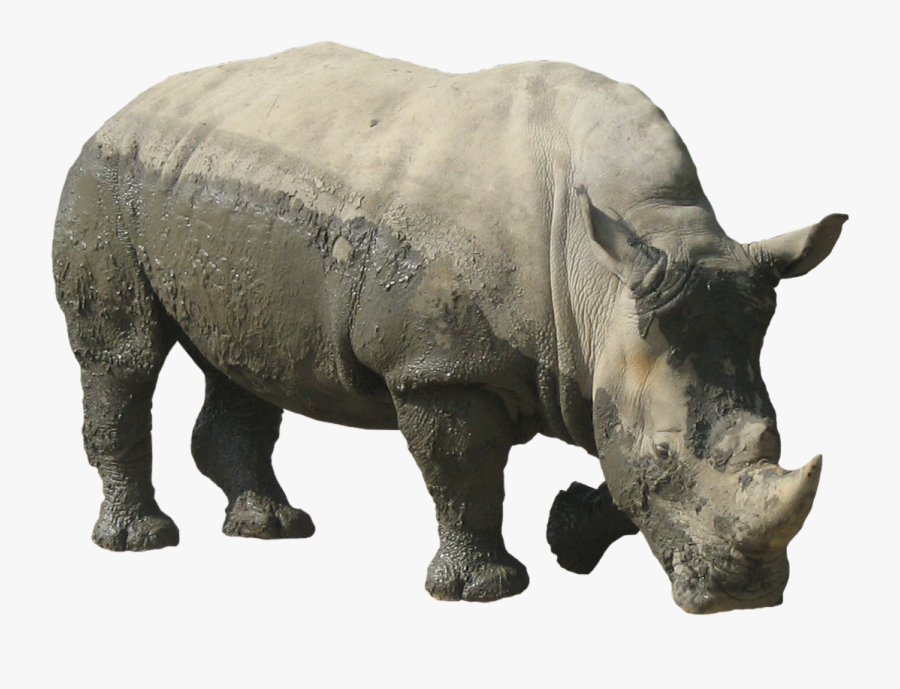 Rhino Png Transparent Image - Rhinoceros Png, Transparent Clipart