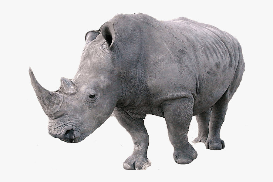 Rhinoceros Left - Rhinoceros Png, Transparent Clipart