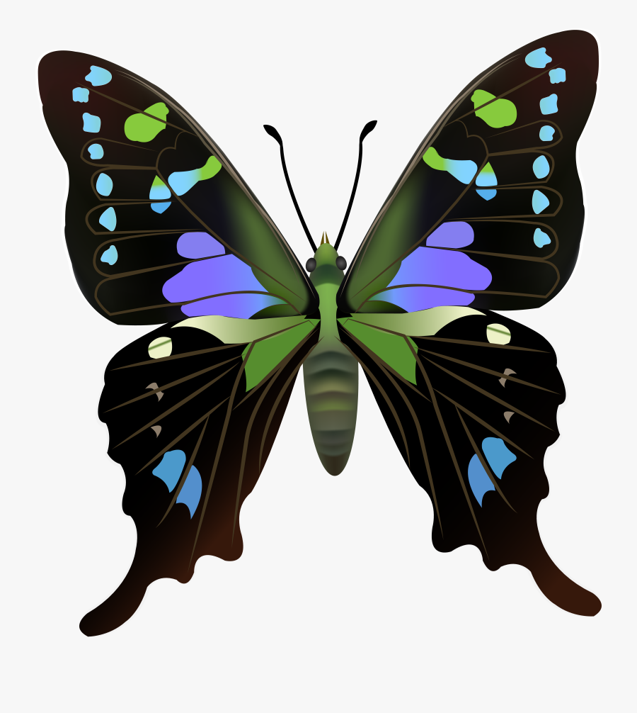 Butterfly Png Clip Art, Transparent Clipart