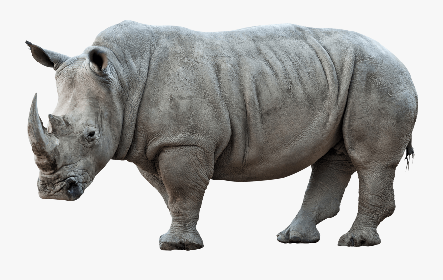 Rhinoceros Png Pic - Png Transparent Rhino Png, Transparent Clipart