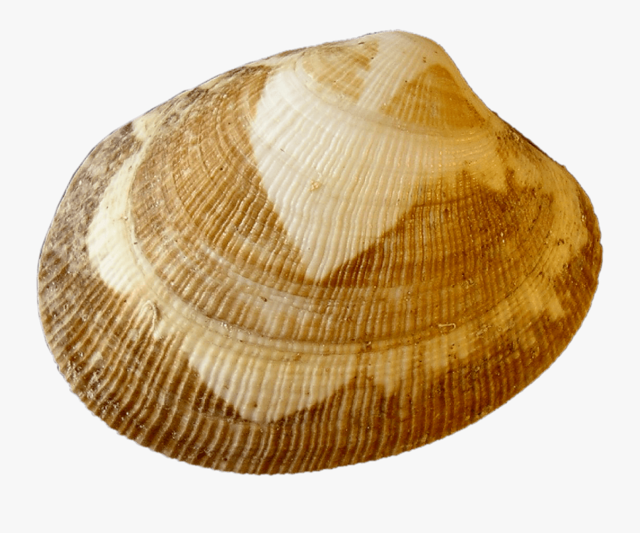 Clam Clipart Shell Fish - Living Bivalve Transparent, Transparent Clipart