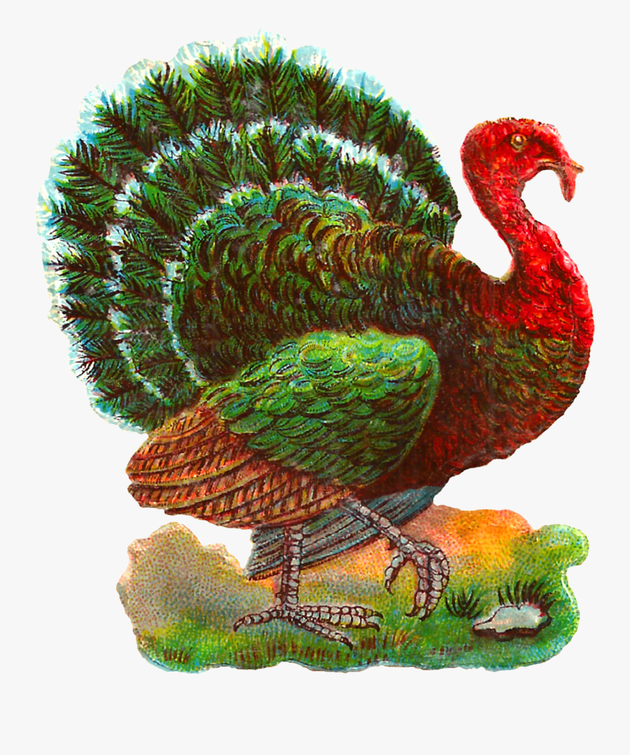 Vintage Thanksgiving Turkey Digital Bird Clip Art Picture - Turkey, Transparent Clipart