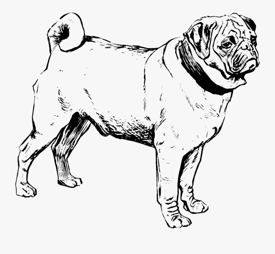 Toy Dog,line Art,pug - Outline Of Pug, Transparent Clipart